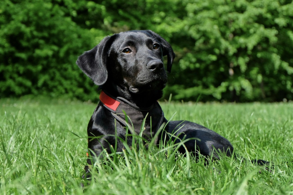 Labrador Retriever