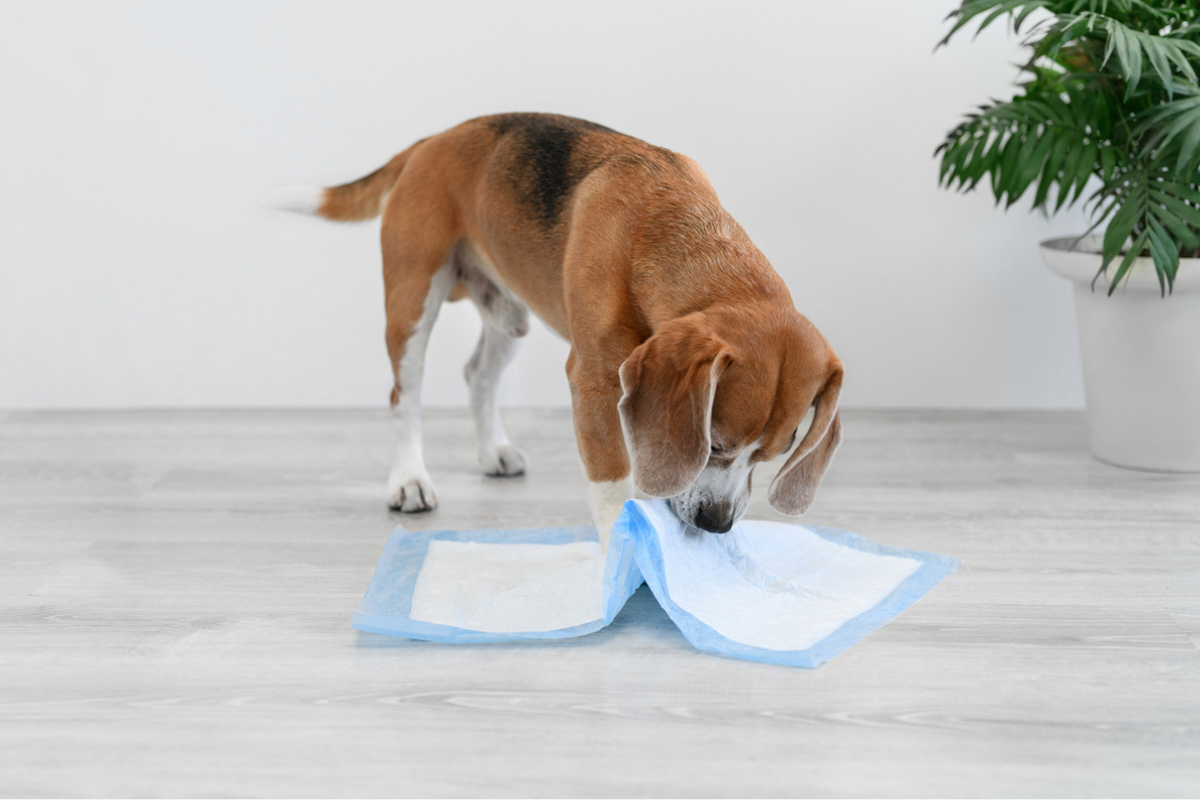 How to Toilet Train a Puppy: A Fuss-Free Step-By-Step Guide