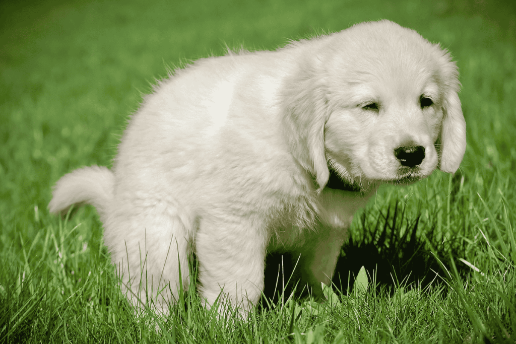 Toilet Training a Puppy