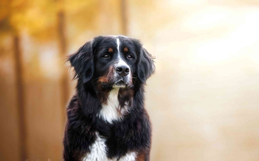 Bernese Mountain Dog