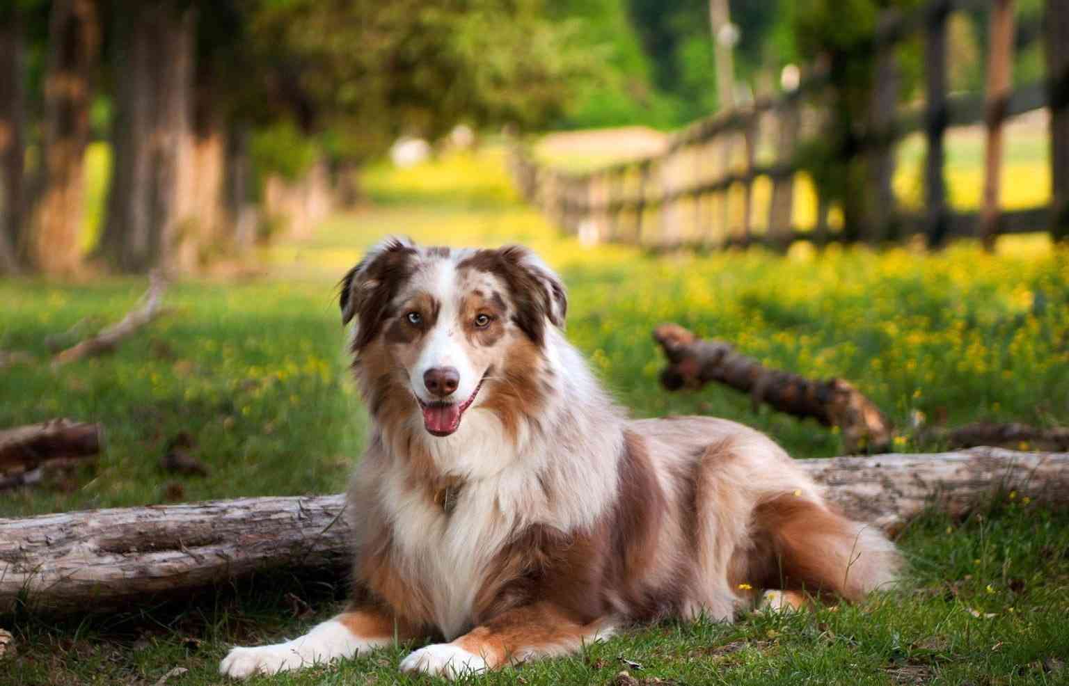 Australian Shepherd