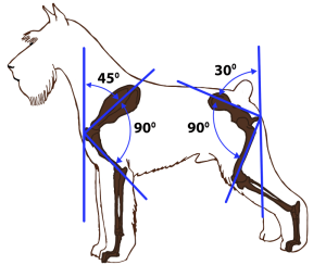 Source: Breeding Better Dogs