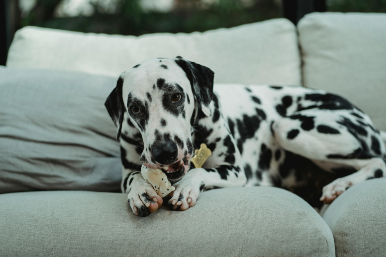 When Do Puppies Lose Their Teeth? A Guide to Teething Stages
