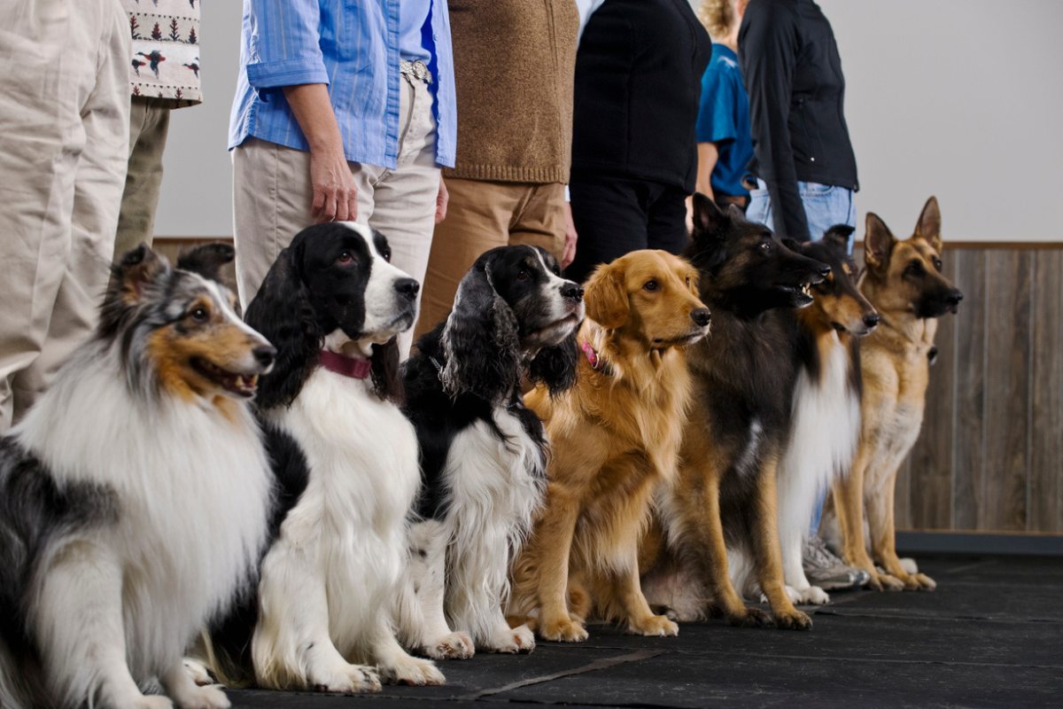 How Long Do Dogs Live For? Average Lifespan and Breed Factors