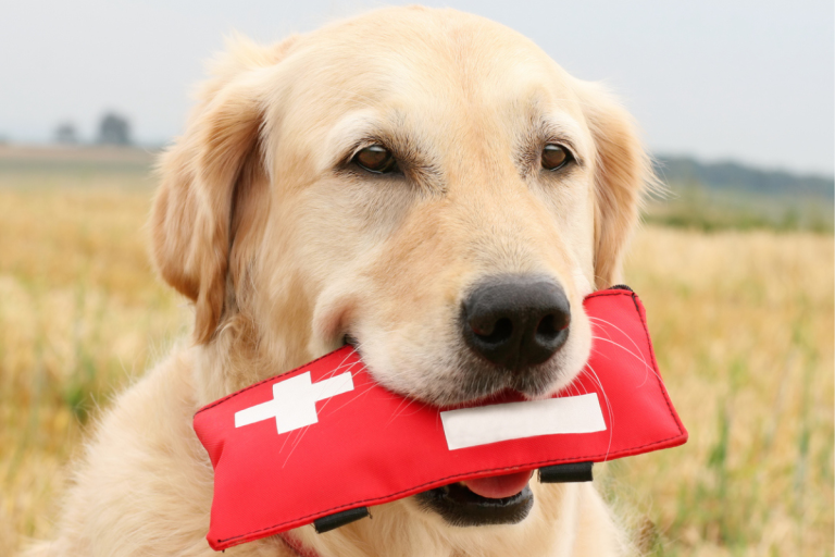 Everything You Need to Know About Dog First Aid Kits