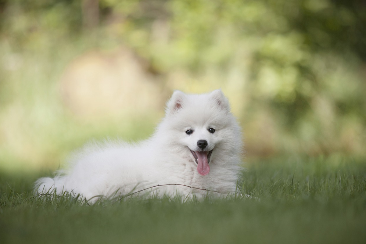 New Puppy Essentials Checklist