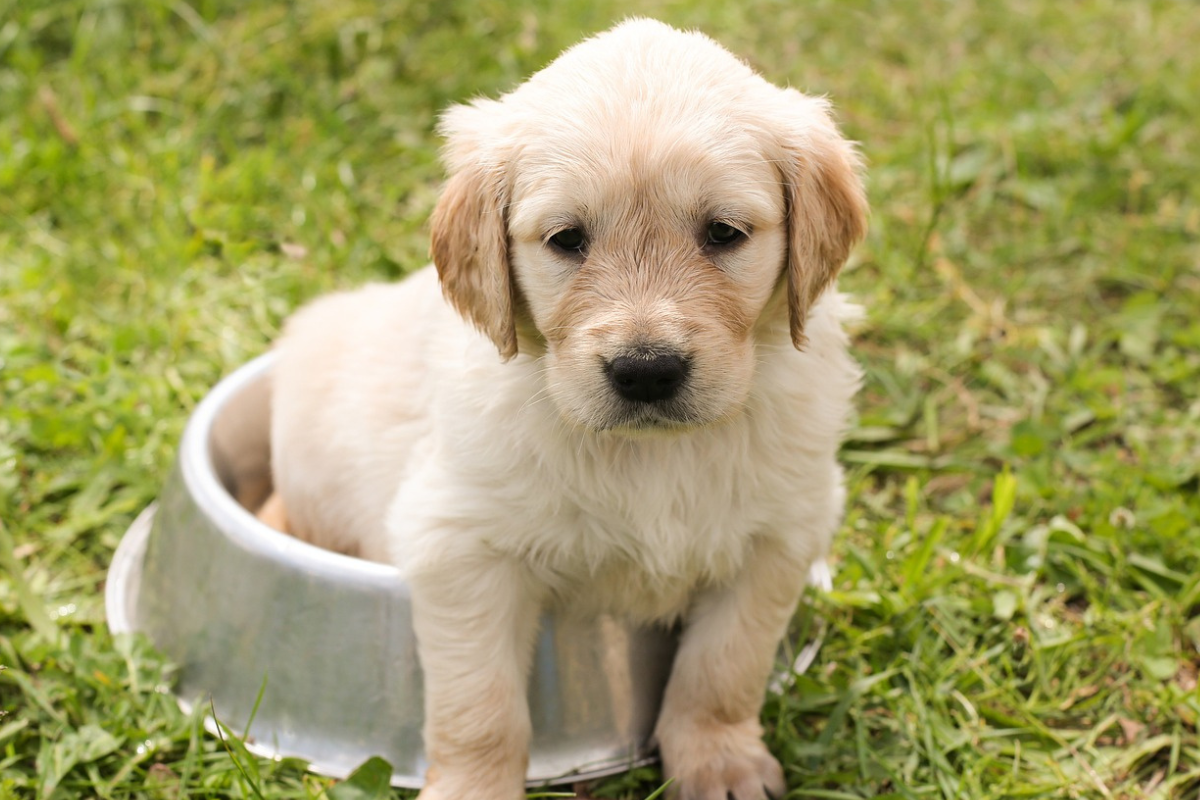 A Guide To Feeding Your Puppy