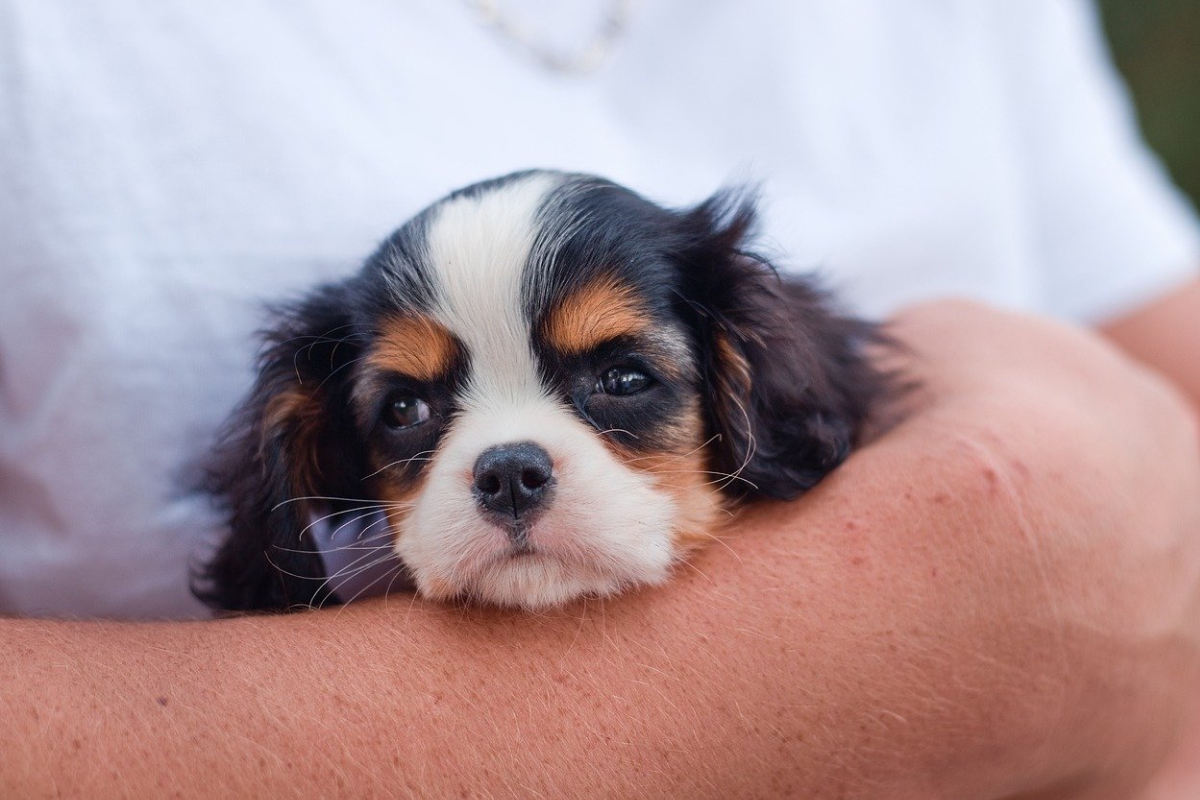Your Puppy’s First Weeks: What to Expect