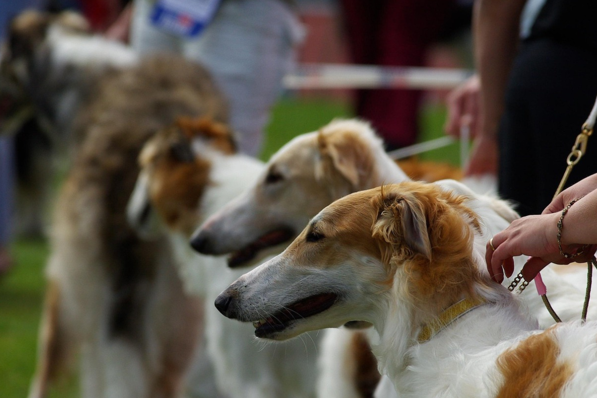 Dog Shows, Sports and Activities Explained: Get Involved in the Dog Community