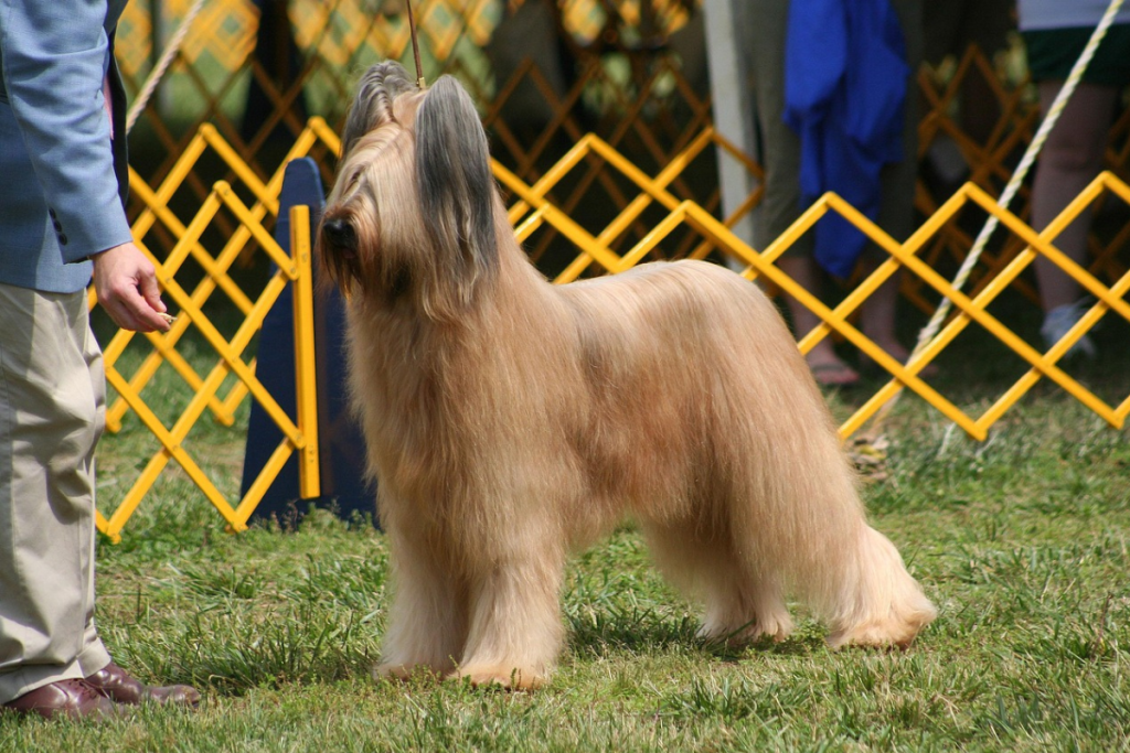 Dog Show