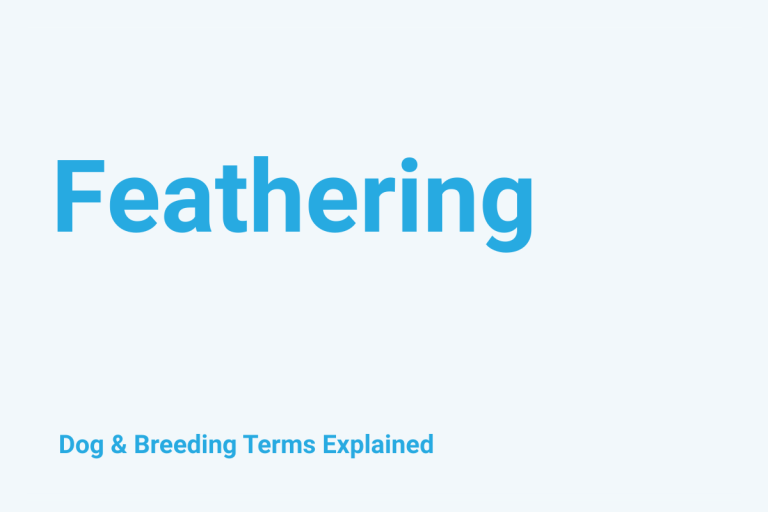 Feathering: Dog & Breeding Term Explained