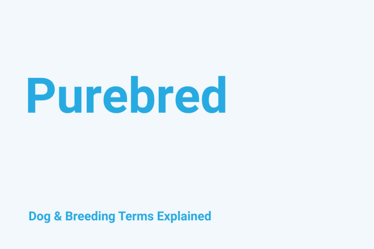 Purebred: Dog & Breeding Term Explained