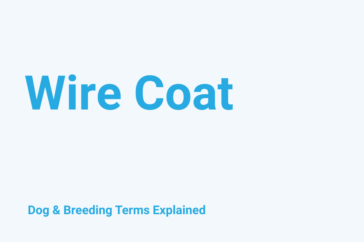 Wire Coat: Dog & Breeding Term Explained
