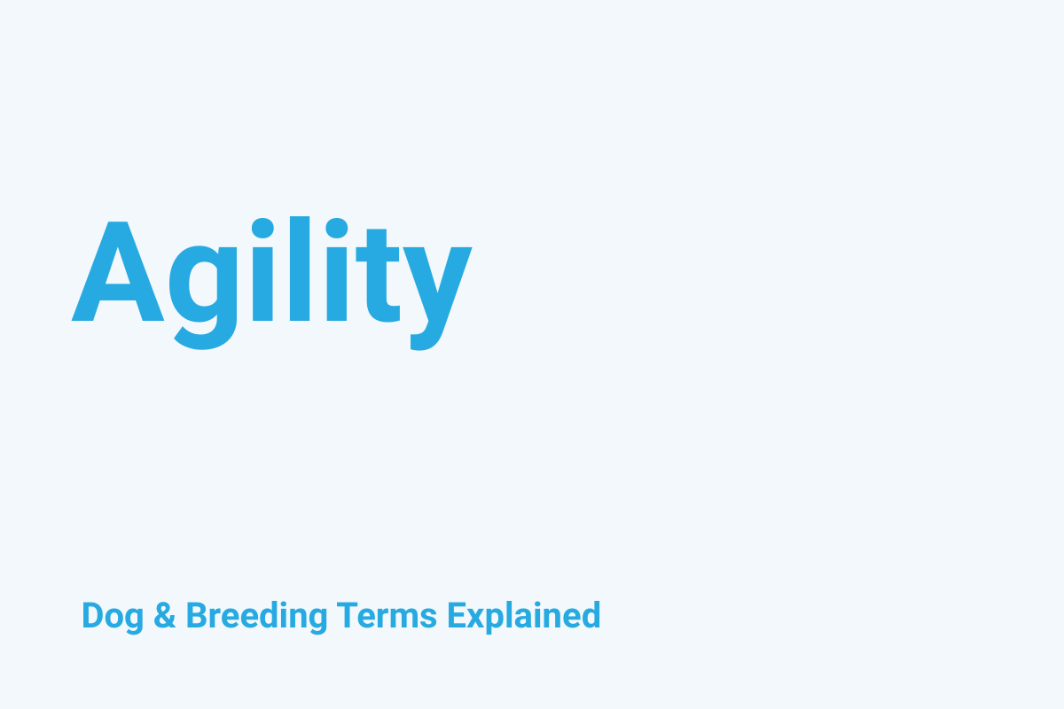 Agility: Dog & Breeding Term Explained