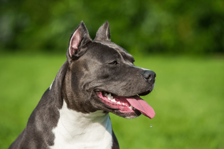 The 5 Prohibited Dogs in Australia and Why They’re Banned