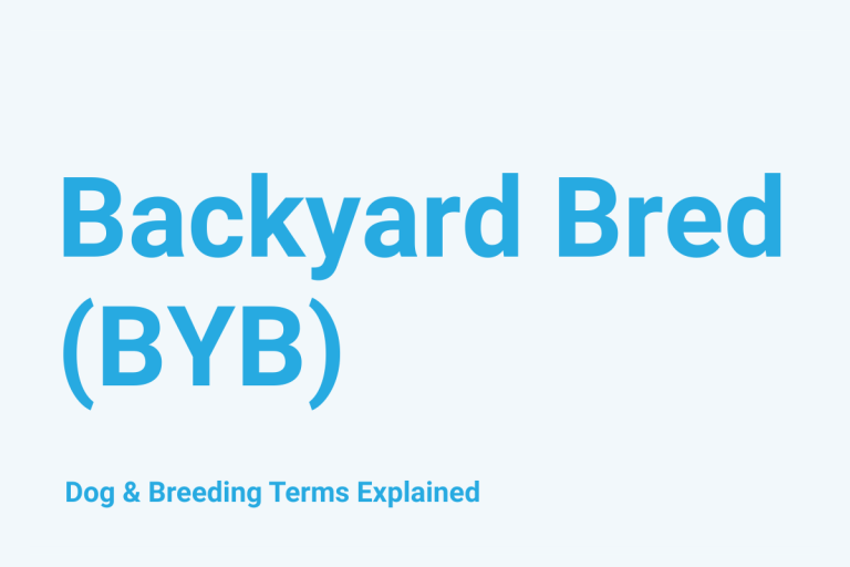Backyard Bred (BYB): Dog & Breeding Term Explained