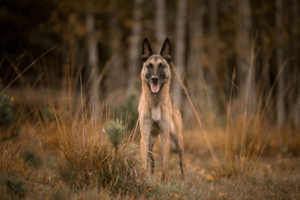 Belgian Mallinois