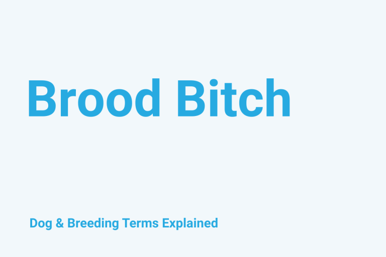 Brood Bitch: Dog & Breeding Term Explained