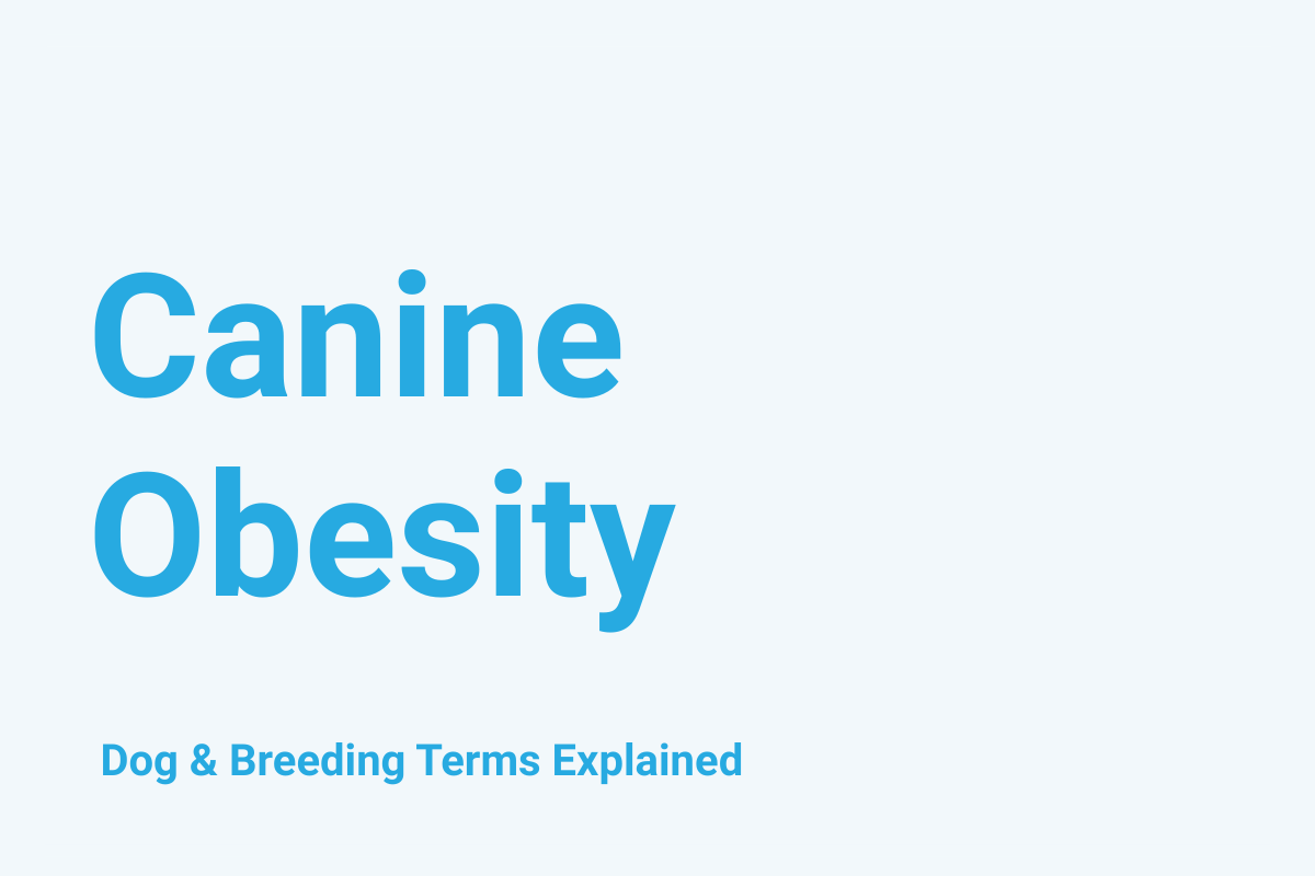 Canine Obesity: Dog & Breeding Term Explained