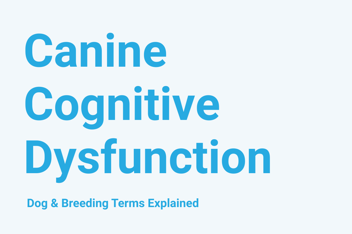 Canine Cognitive Dysfunction: Dog & Breeding Term Explained