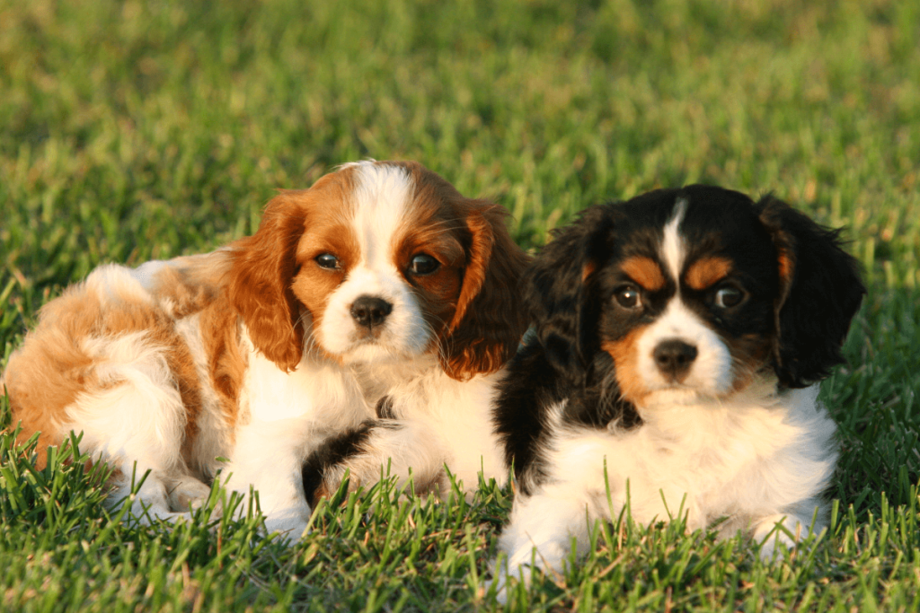 Cavalier King Charles Spaniel