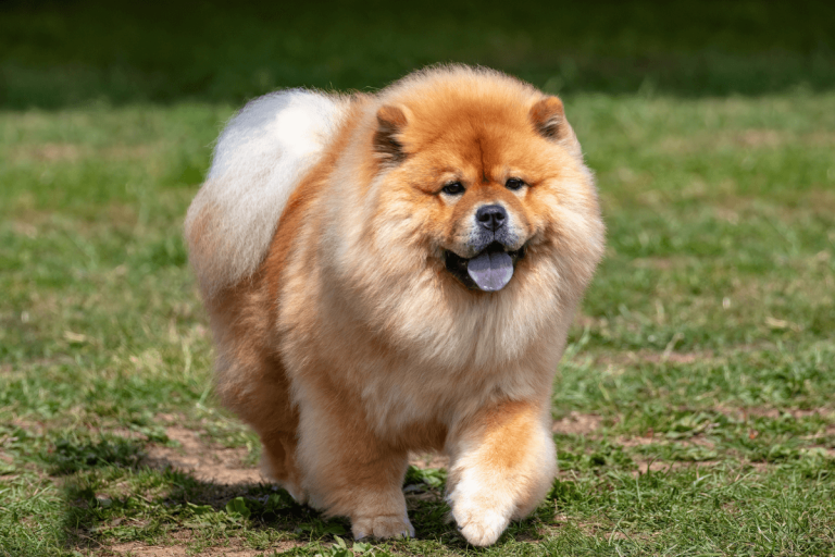 Oldest Dog Breeds: The Trusted Companions of the Ancient