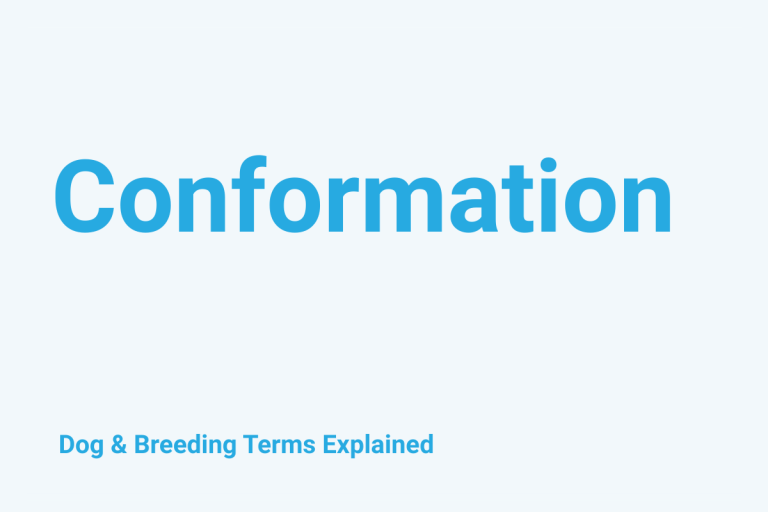 Conformation: Dog & Breeding Term Explained