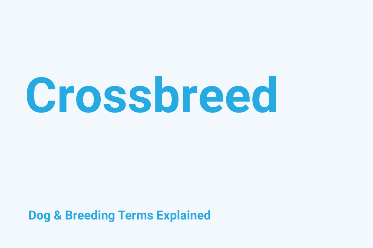 Crossbreed: Dog & Breeding Term Explained