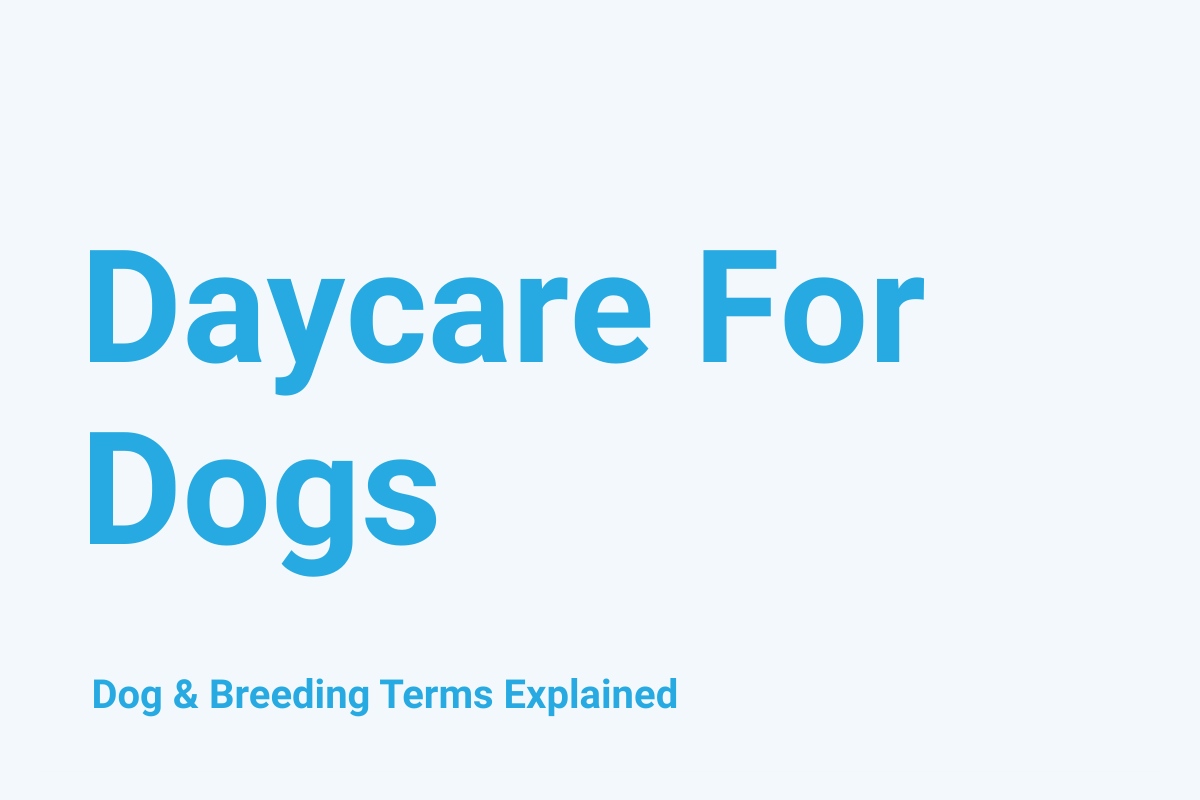 Daycare for Dogs: Dog & Breeding Term Explained