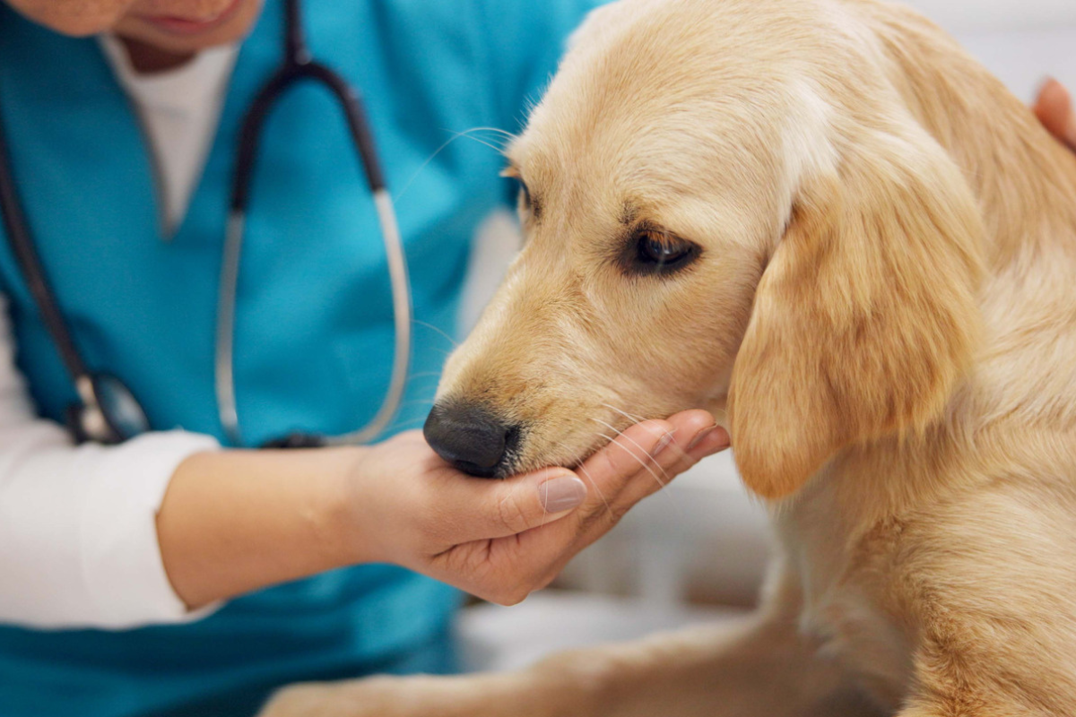 Why Pet Insurance That Covers Dental Is Vital for Your Pet's Health