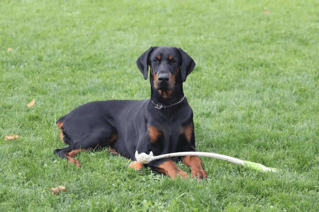 Dobermann