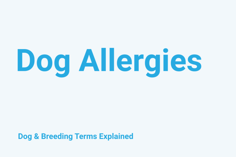 Dog Allergies: Dog & Breeding Term Explained