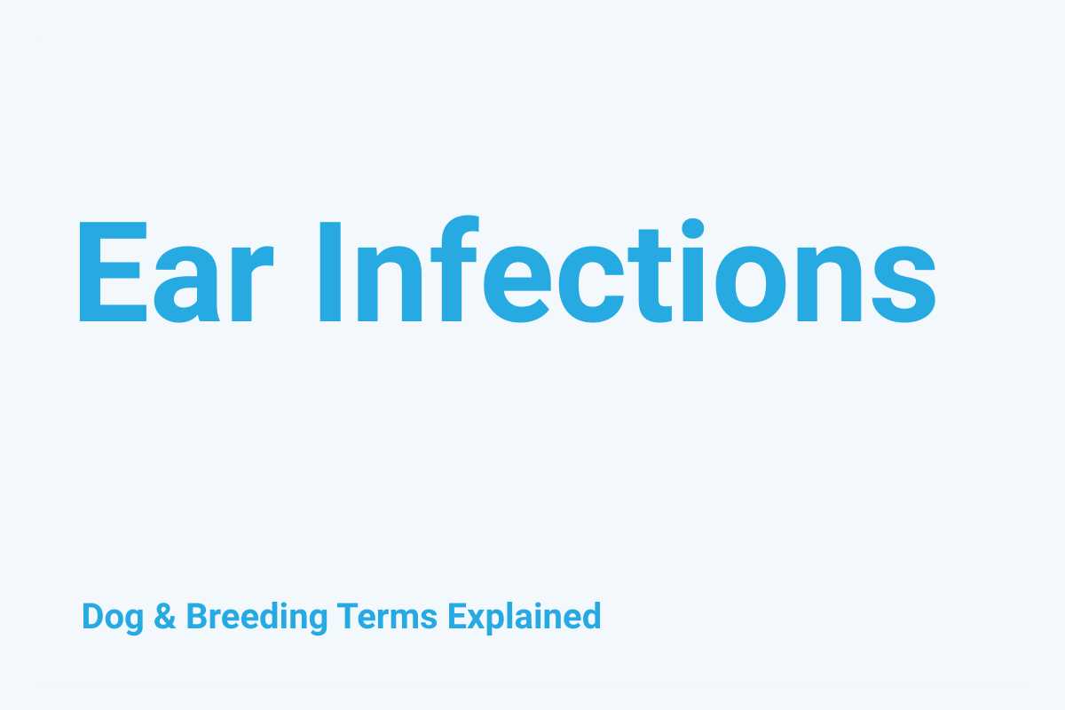 Ear Infections: Dog & Breeding Term Explained
