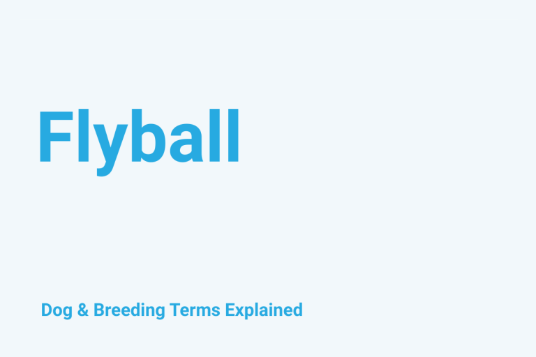 Flyball: Dog & Breeding Term Explained