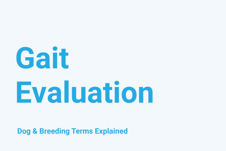 Gait Evaluation: Dog & Breeding Term Explained
