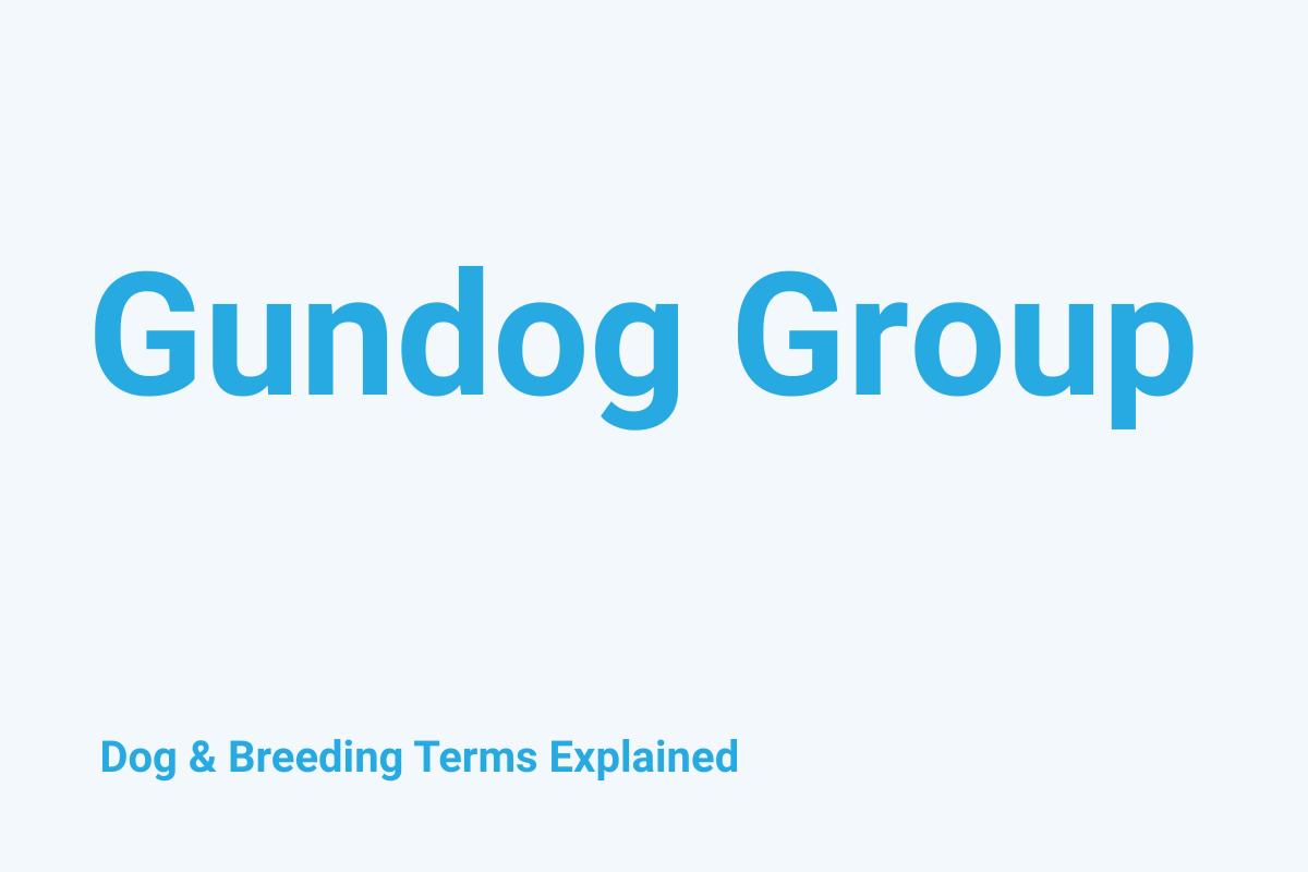 Gundog Group: Dog & Breeding Term Explained