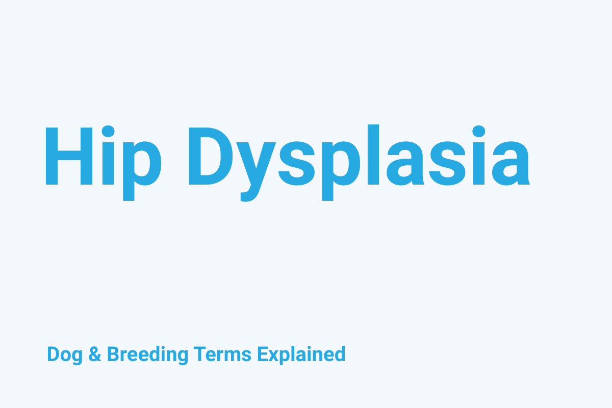 Hip Dysplasia: Dog & Breeding Term Explained