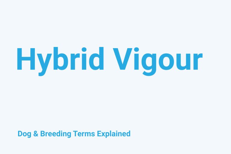 Hybrid Vigour: Dog & Breeding Term Explained
