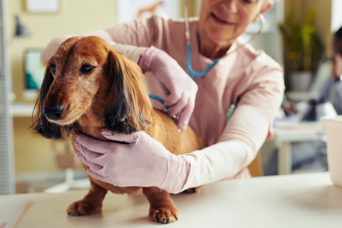 Why Pet Insurance That Covers IVDD Is a Lifesaver for Your Pet