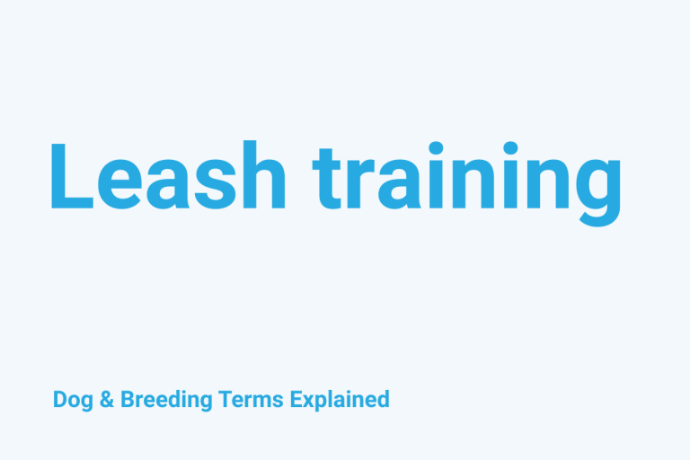 Leash Training: Dog & Breeding Term Explained