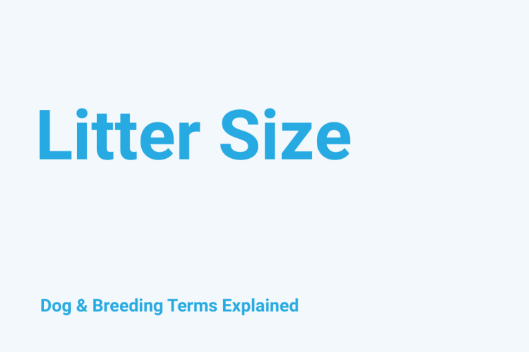 Litter Size: Dog & Breeding Term Explained