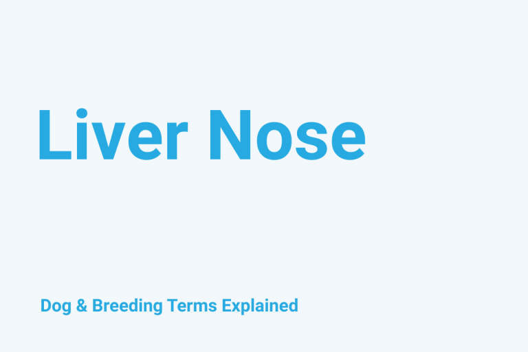 Liver Nose: Dog & Breeding Term Explained