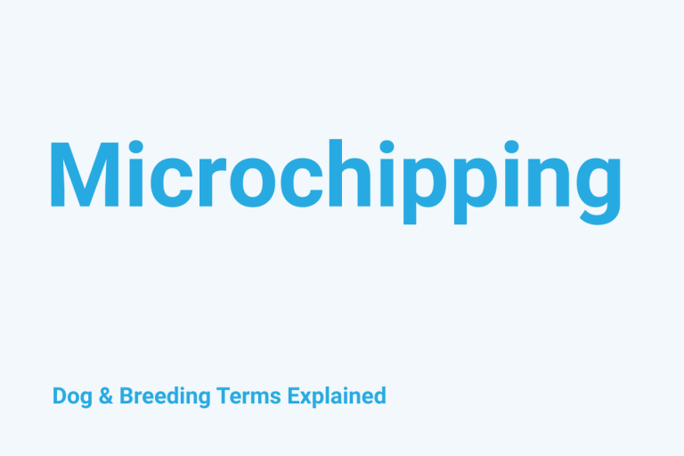 Microchipping: Dog & Breeding Term Explained