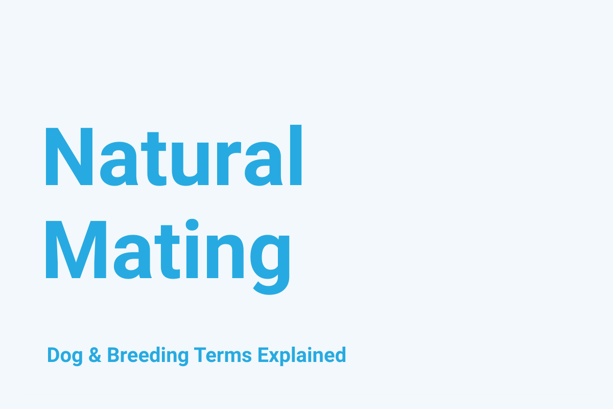 Natural Mating: Dog & Breeding Term Explained