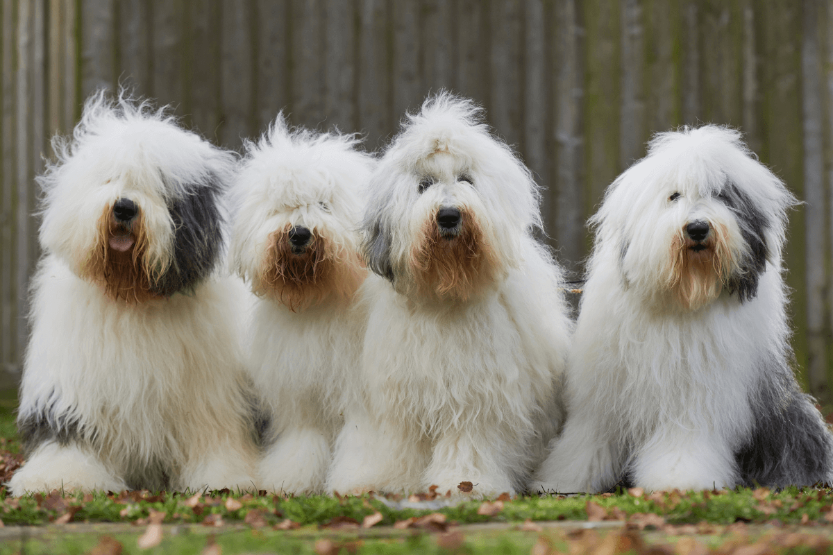 Most Famous Dog Breeds in History & Pop Culture