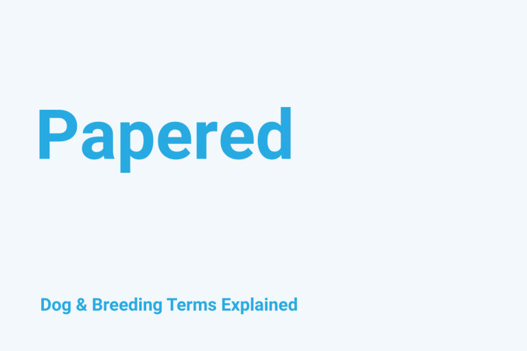 Papered: Dog & Breeding Term Explained