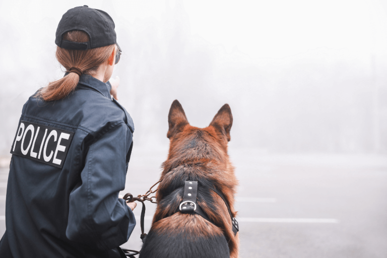 7 Police Dog Breeds Known for Bravery and Intelligence