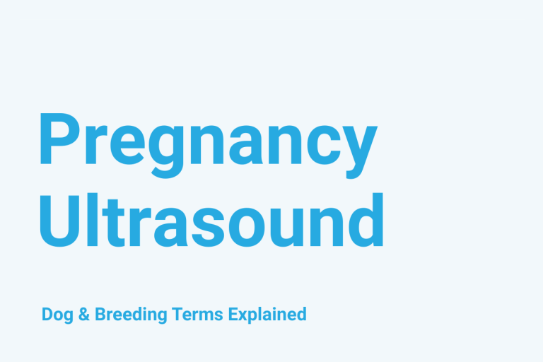 Pregnancy Ultrasound: Dog & Breeding Term Explained