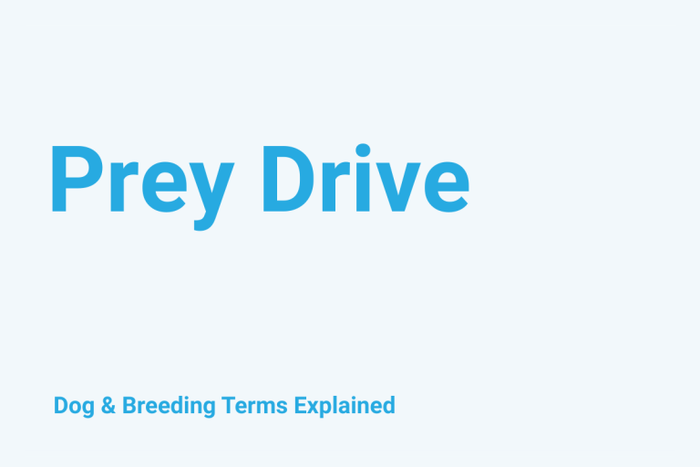 Prey Drive: Dog & Breeding Term Explained