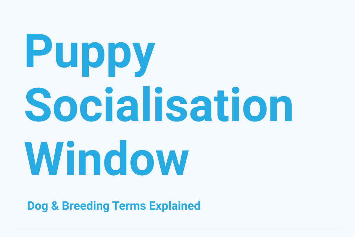 Puppy Socialisation Window: Dog & Breeding Term Explained